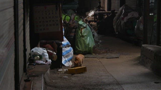 Cat exploring alleyway at night with debris