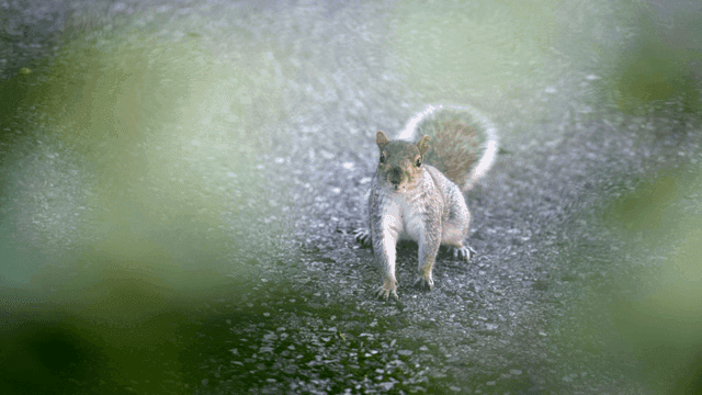 숲길 위의 다람쥐