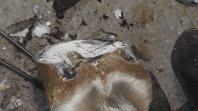 Trimming a horse's hoof with care