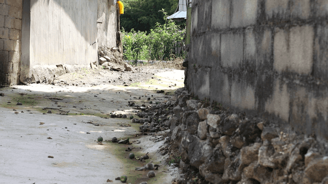 Quiet country alley with unripe fruit scattered about