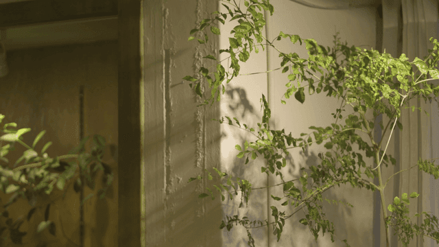 부드러운 조명 아래 나무