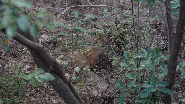Grazing deer eating grass in forest undergrowth