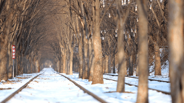 Snow-covered railway lined with trees