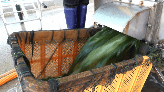 Seaweed pouring out of factory