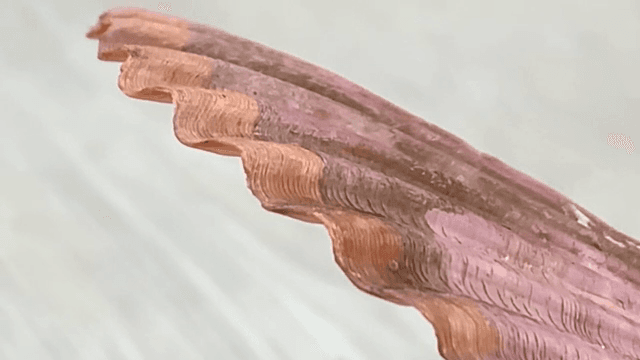 분홍색 조개 껍질의 근접 촬영