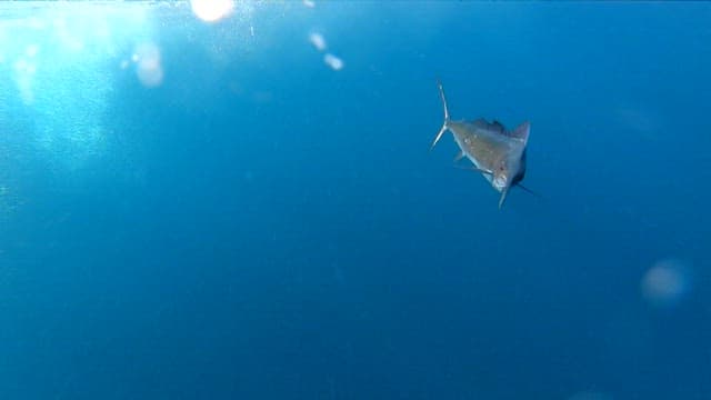 Sailfish swimming gracefully underwater