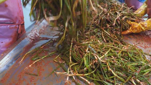 고무장갑을 끼고 스테인리스 작업대에서 파김치를 만드는 작업자들