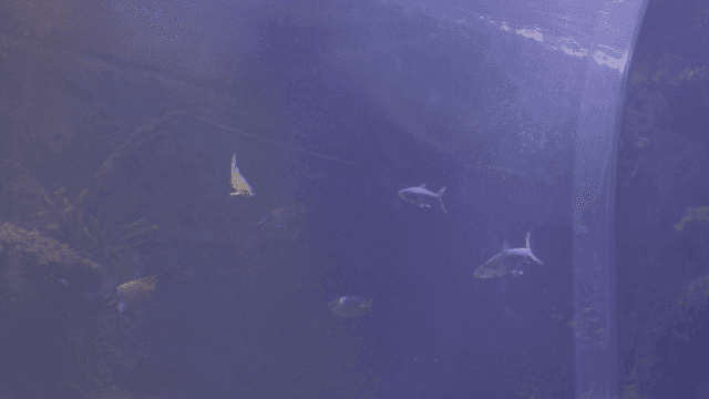 Fish swimming in large aquarium