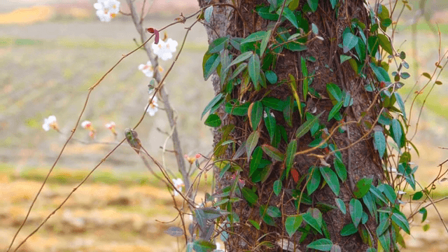 초록 덩굴과 꽃이 있는 나무 줄기