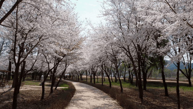Cherry blossom path in full bloom