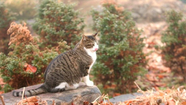 Cat licking its paws on a rock