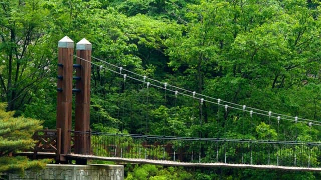 Suspension bridge in a lush green forest on a sunny day