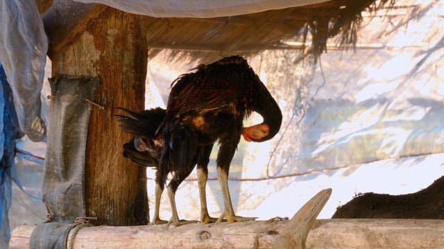 시골 지역의 나무 횃대에 앉아서 깃털을 손질하는 수탉