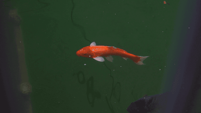 연못에서 헤엄치는 주황색과 검은색 잉어들