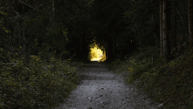 Forest path leading to a sunlit clearing