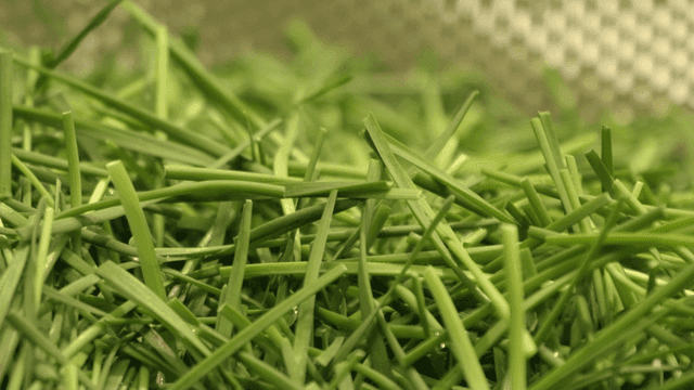 Freshly chopped chives