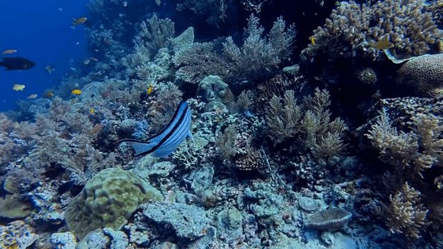 물고기가 헤엄치는 다채로운 산호초