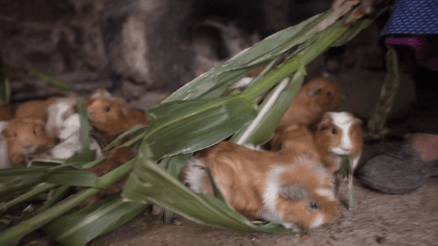 실내에서 옥수수 잎을 먹는 기니피그