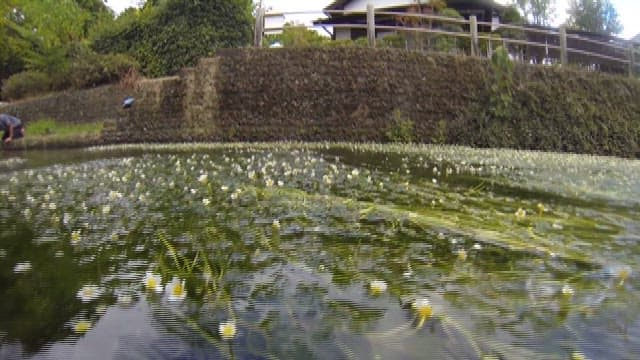 Underwater Flora in a Pond