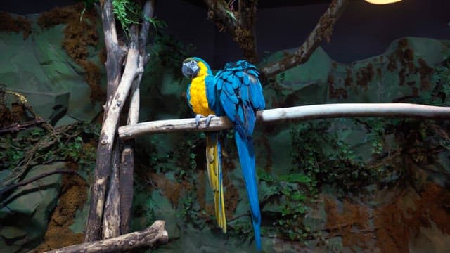 Two vibrant parrots perched on a tree branch in a lush, simulated tropical environment