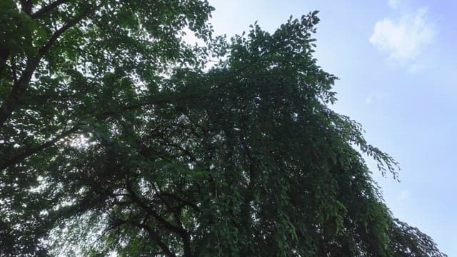 Trees with lush green leaves under a bright sky