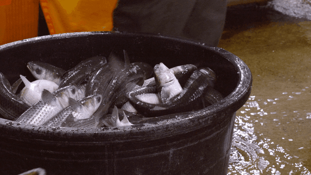 Live fish filling basin