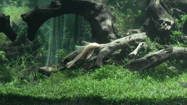 Fish swimming among aquatic plants, licking driftwood