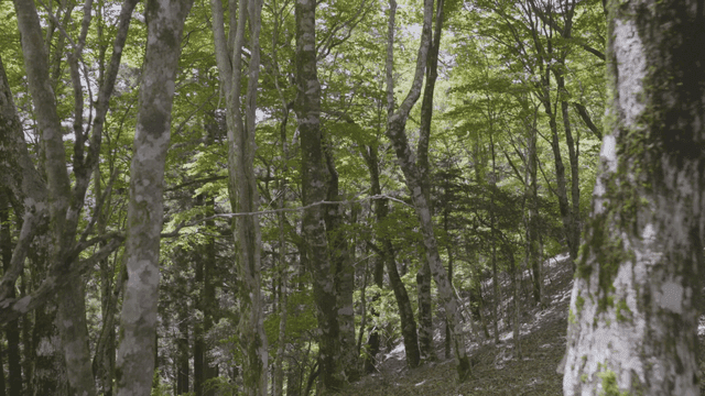 Blue forests and tall trees