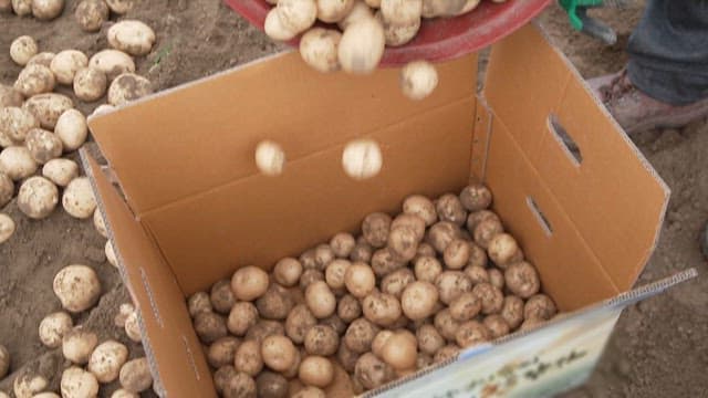 Freshly Harvested Potatoes Being Poured into a Box