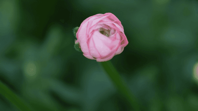 Pink flowers blooming in garden