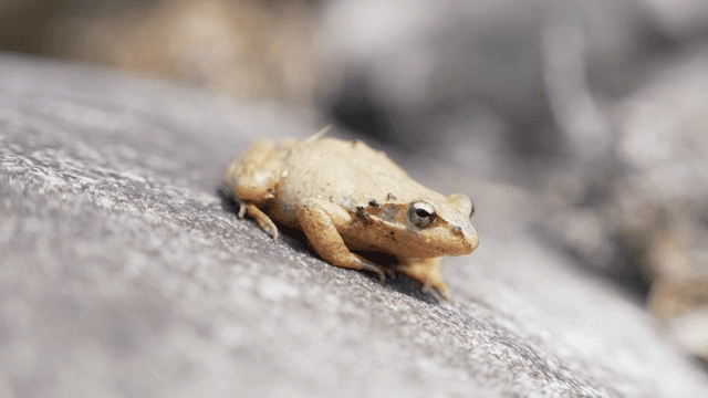 바위 위에 쉬고 있는 작은 개구리