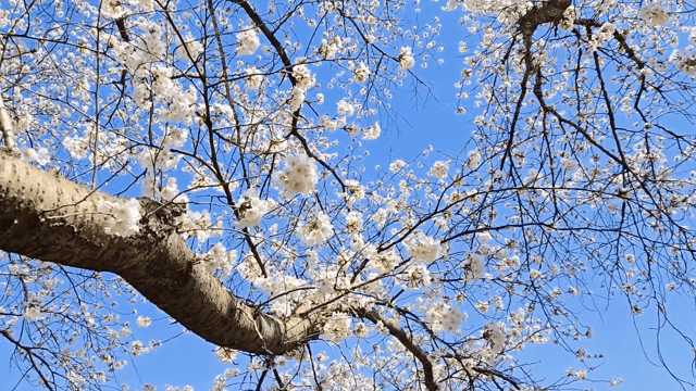 맑은 하늘 아래 피어난 벚꽃