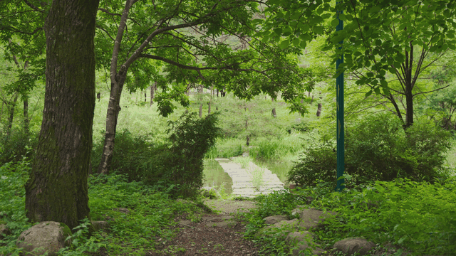 작은 시내가 있는 고요한 숲