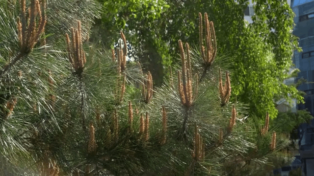 햇빛 속 소나무 가지