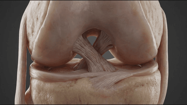 Detailed view of knee joint anatomy