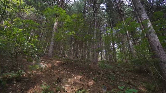 평화로운 숲 속 길