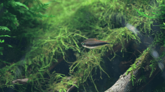 Small tropical fish swimming in lush aquarium