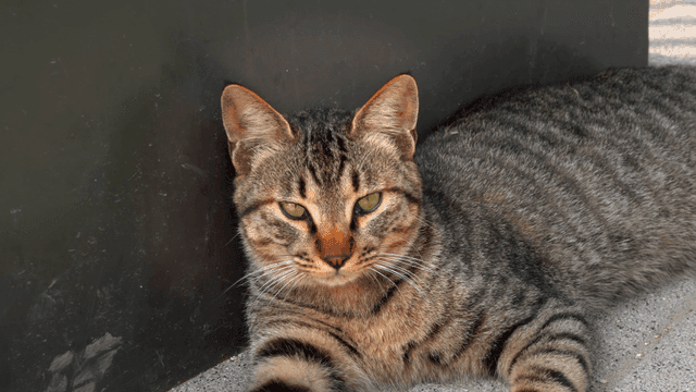 보도에 누워 있는 편안한 얼룩 고양이