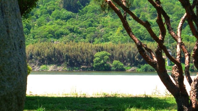 Afternoon view from a forest overlooking a river and green hill.