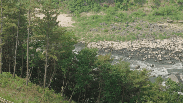 Quiet river flowing behind forest