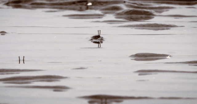 진흙 해안 위로 눈을 내민 채 움직이는 게