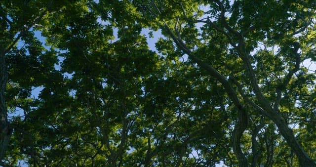 Sunlight Filtering Through Lush Green Trees