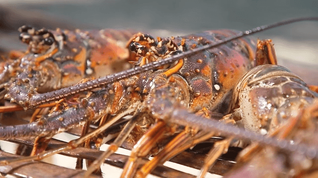 나무 표면 위의 바닷가재 클로즈업
