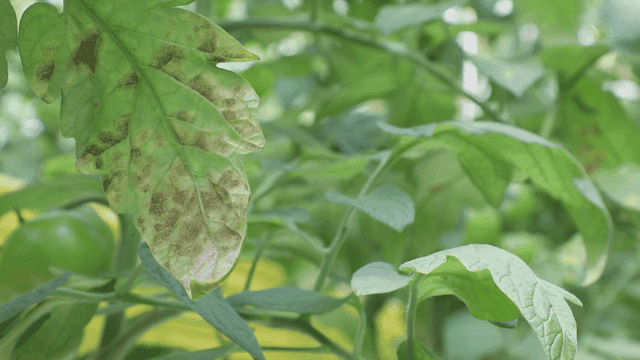 식물이 자라는 온실