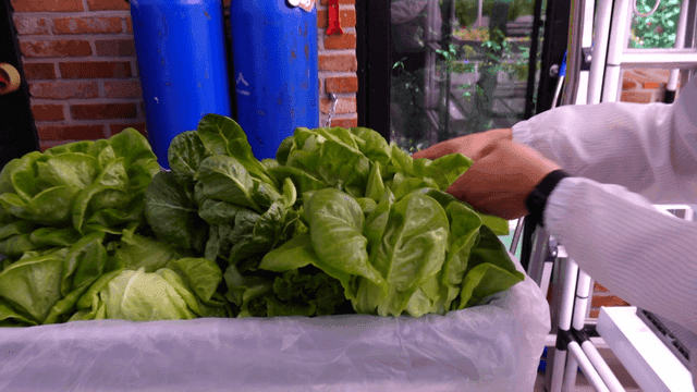 비닐 봉투에 감싸진 상자에 넣어지는 신선한 상추들