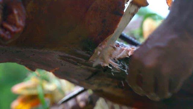 야외에서 구운 통돼지 바베큐를 자르는 모습