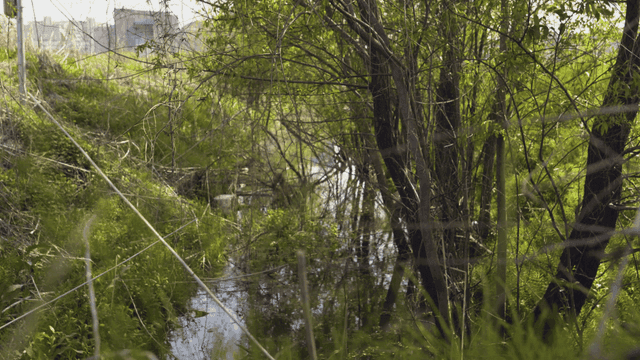 푸른 숲을 흐르는 작은 시내