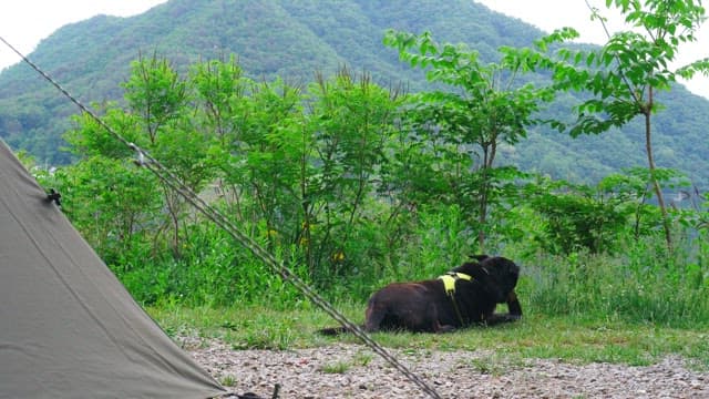 Black dog resting near a tent in a mountain campsite