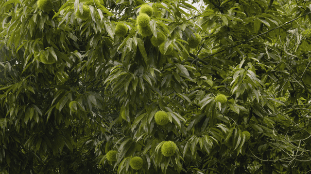 Chestnut trees with green spiky fruits
