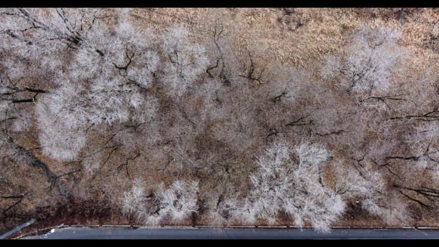 나뭇잎이 없는 겨울 나목으로 가득해 황량한 눈 덮인 숲